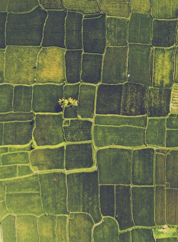 Drone shot of rice paddies